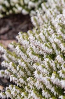 Erica carnea 'Weisse March Seedling', Cambridge Botanical Garden, Germany
