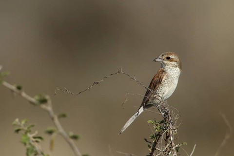 Red-backed Shrike (Lanius collurio) juvenile, Kruger National Park, South Africa