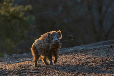One young wild boar or wild pig (Sus scrofa) carrying a stick to play with. Strong backlit