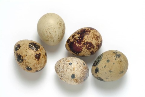 Food, quail eggs, cracked quail egg, Coturnix coturnix