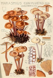 Mushroom, fungi, button mushroom, Collybiopsis confluens, syn. Marasmiellus confluens, Gymnopus