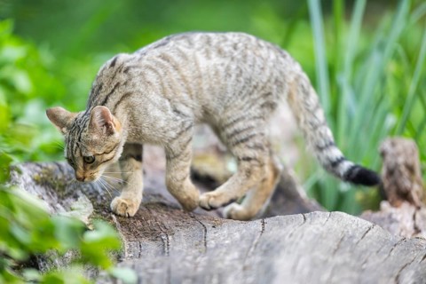 European wildcat (Felis silvestris silvestris) on an old tree trunk, Hesse, Germany