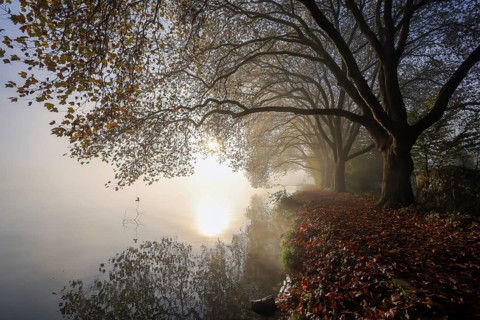 Essen, North Rhine-Westphalia, Germany, Golden autumn on Lake Baldeney. Plane trees in the morning