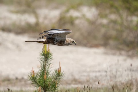 Accipitriformes, Brandenburg, Circus Aeruginosus, Germany, Marsh Harrier, Nabu, Nabu Project,