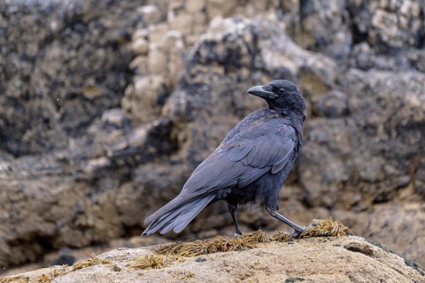 Carrion Crow (Corvus corone), Asturias, Spain