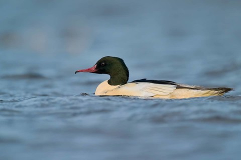 Goosander male (Mergus merganser) Lower Saxony, Germany