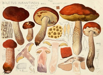 Mushroom, fungi, Boletus aurantiacus, syn. Leccinum leucopodium, Leccinum rufum or aspen red cap,