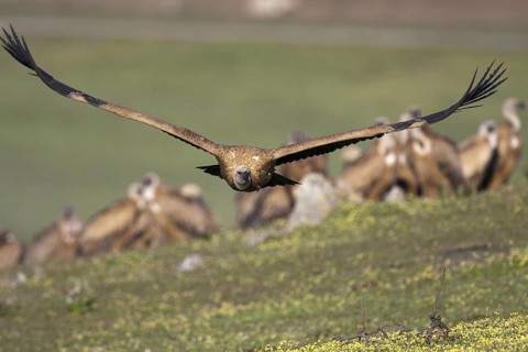 Griffon Vulture (Gyps fulvus) juvenile, Castile-La Mancha, Spain