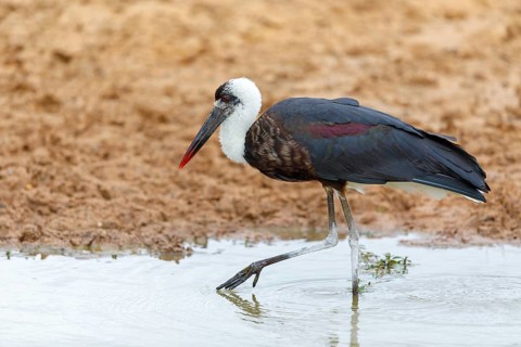 Asian woolly-necked stork (Ciconia episcopus), Cigogne Èpiscopale, Mkuze Game Reserve, Mkuze,