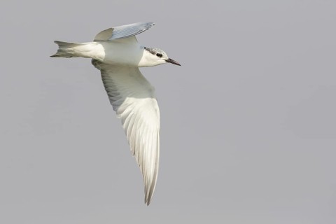 Weißbart-Seeschwalbe, Weißbartseeschwalbe, Whiskered Tern, Chlidonias hybridus, Chlidonias hybrida,