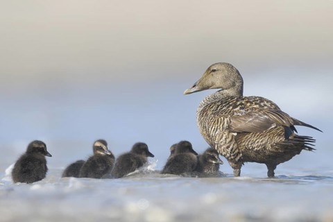 Common Eider (Somateria mollissima) with chicks, Schleswig-Holstein, Germany