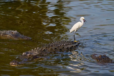 A white bird stands on an alligator and observes the surroundings, Great White Egret (Egretta