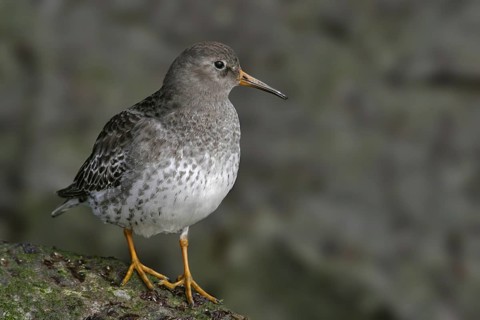 Purple Sandpiper (Calidris maritima), New Jersey, USA