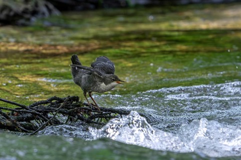 White-throated dipper, Central European dipper (Cinclus cinclus aquaticus) fledgling begging for