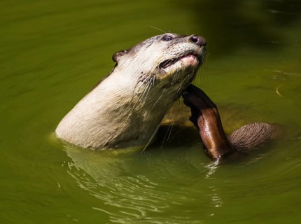 Portrait of an otter in the green water