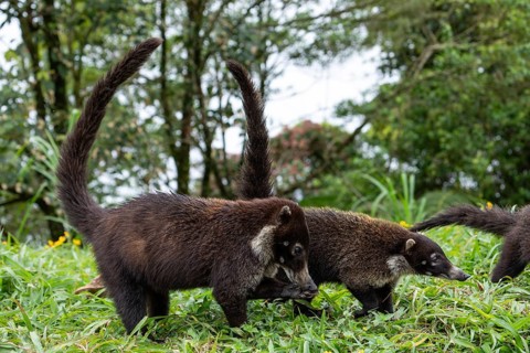 Daytime White-nosed Coati (Nasua narica) foraging in lush green grass and searching for food. San