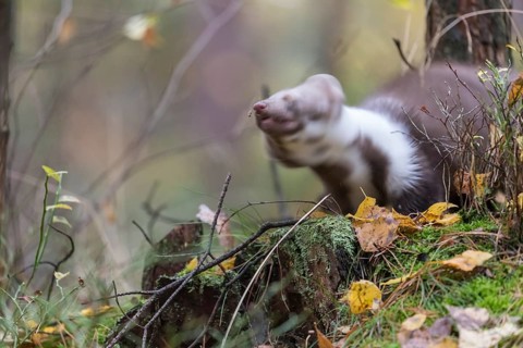 One beech marten (Martes foina) shanking the rain out of his fur. Trees and undergrowth around