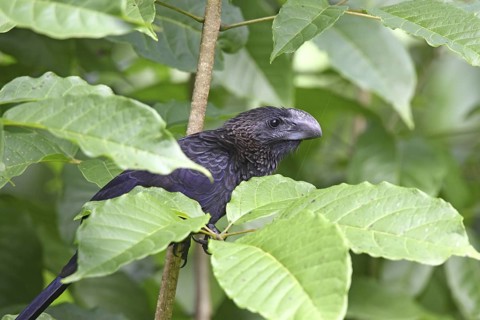 Smooth-billed Ani Crotophaga ani Gulfito, Costa Rica 6 November Adult CUCULIDAE