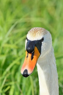 Mute swan (Cygnus olor) adult bird, portrait, animal portrait, wildlife, Ochsenmoor, Naturpark