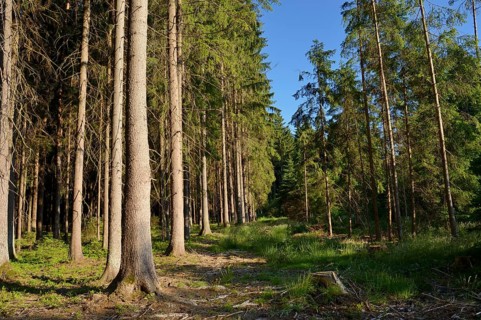 Sunlit forest with shadows cast by tall trees under a clear sky, Bavaria
