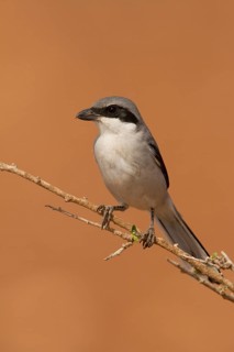 Southern Grey Shrike (Lanius meridionalis), Morocco