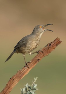 Curve-billed Thrasher (Toxostoma curvirostre) calling, perched on a branch, Texas, USA