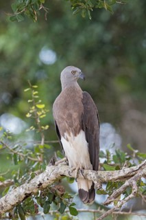 Grey-headed Fish Eagle (Haliaeetus ichthyaetus), Sri Lanka