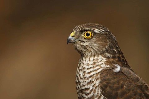 Eurasian Sparrowhawk (Accipiter nisus), Utrecht, Netherlands