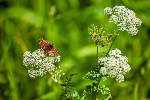 A butterfly perched on white flowers in a green meadow landscape on a sunny day, a fritillary