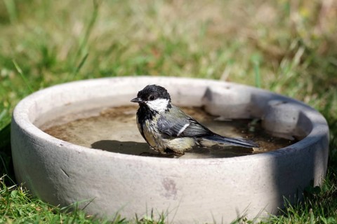Great Tit (Parus major), female, tits, songbird, bathing, bird bath, water, wet, garden, Great Tit