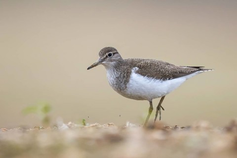 Common Sandpiper (Actitis hypoleucos), North Rhine-Westphalia, Germany