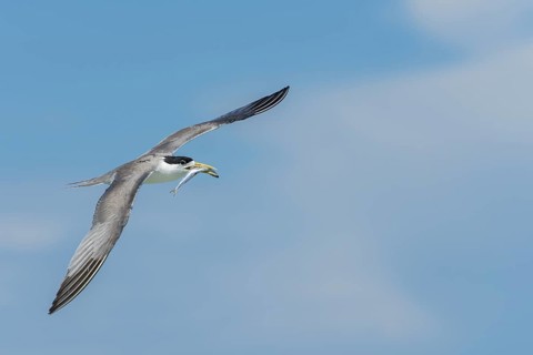 Greater Crested Tern (Thalasseus bergii) flying with fish prey in beak, Layang-Layang, Malaysia