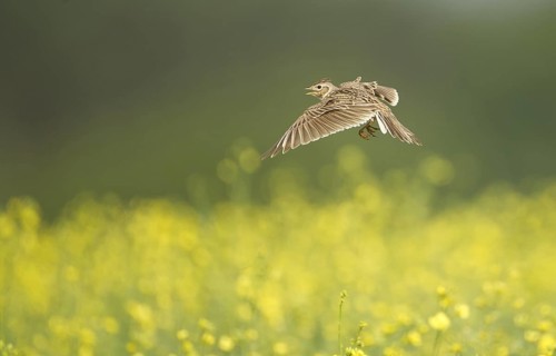 Eurasian Skylark (Alauda arvensis) singing in flight, Mecklenburg-Western Pomerania, Germany