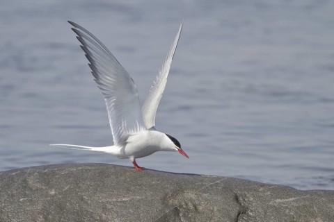 Arctic Tern (Sterna paradisaea), Manitoba, Canada