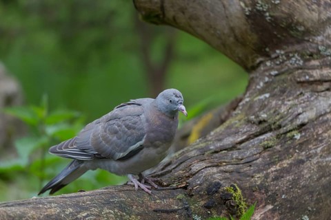 One common wood pigeon (Columba palumbus) standing on a fallen tree. Green vegetation in the