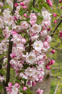 Ornamental apple (Malus 'Van Eseltine'), calf family garden, Germany