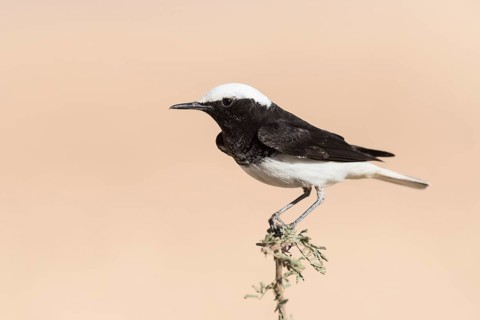 Hooded Wheatear (Oenanthe monacha) perched on a branch, Eilat, Israel