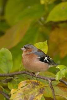 Eurasian chaffinch (Fringilla coelebs) adult male bird on a garden Magnolia tree with autumn colour