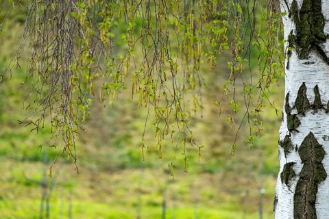 Silver birch (Betula pendula) in spring, Palatinate, Germany
