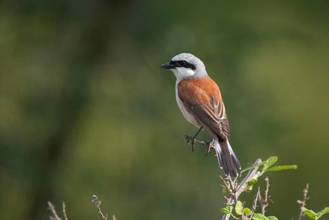 Lanius Collurio, red-backed shrike, redback shrike, birds, Bulgaria, male, passeri, songbirds,