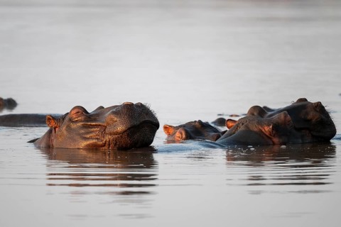 Hippos (Hippopatamus amphibius), group sleeping in the water in the morning light, with reflection,