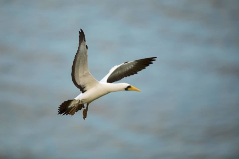Masked Booby (Sula dactylatra tasmani) flying, Norfolk Island