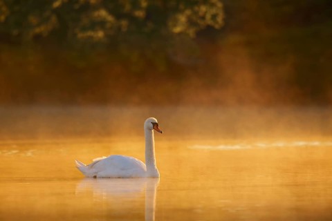 Mute swan (Cygnus olor) swimming in the morning mist on a lake at sunrise, North Rhine-Westphalia,