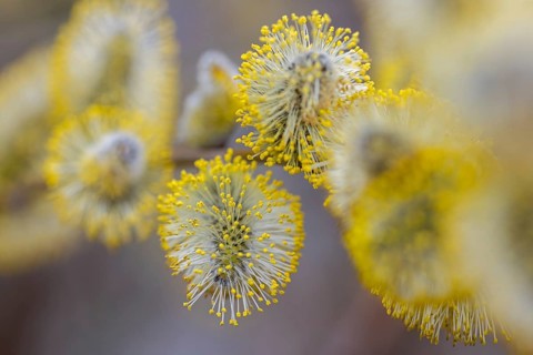 Goat willow, pussy willow, great sallow (Salix caprea) close up of flowering yellow male catkins in
