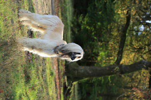 Afghan Hound, Afghan Greyhound, Sighthound