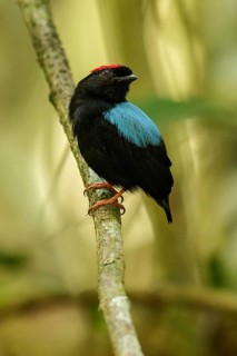 Blue-backed Manakin (Chiroxiphia pareola) perched on a branch in the grasslands of Guyana