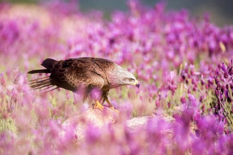 Black Kite (Milvus migrans), Madrid, Spain
