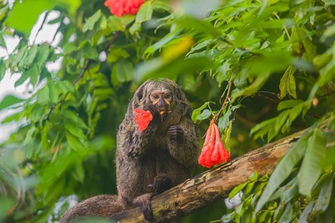 A female white-faced saki (Pithecia pithecia) sits in a Rose of Venezuela (Brownea grandiceps)