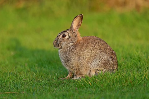 Wild rabbit (Oryctolagus cuniculus), sitting on a meadow, Texel, West Frisian Islands, province of