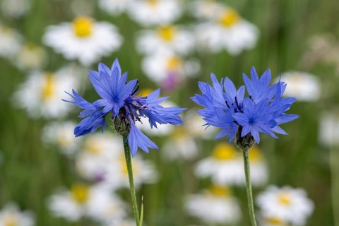 Cornflowers (Centaurea cyanea) in front of daisies (Leucanthemum vulgare), Emsland, Lower Saxony,